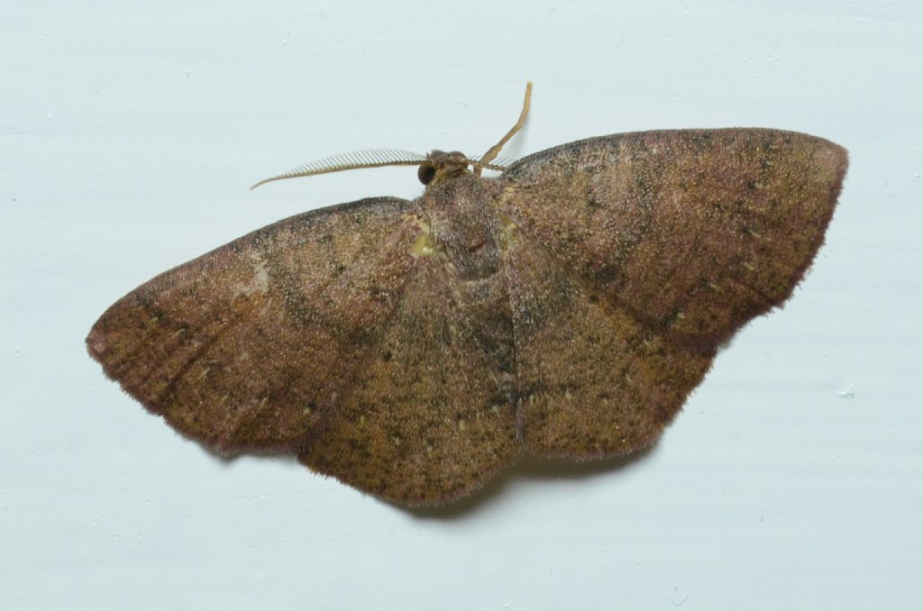 007 2016-03293394 Whispering Pines, NC.JPG - Moth. Kathy's house, Whispering Pines, NC, 3-29-2016